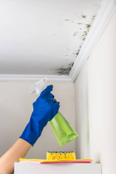 Best Commercial Mold Inspection  in Homer City, PA